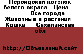 Персидский котенок белого окраса › Цена ­ 35 000 - Все города Животные и растения » Кошки   . Сахалинская обл.